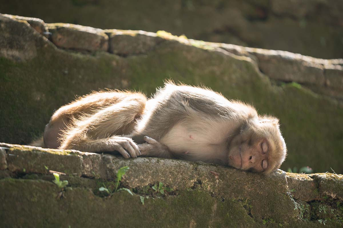 Panbari Himal Manaslu (monkey)